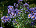 Aster GULIWER