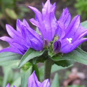 Campanula glomerata SUPERBA