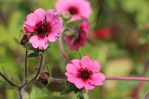 Potentilla nepalensis Miss Willmott
