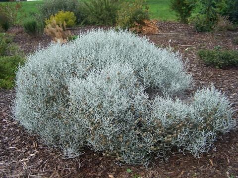 Calocephalus brownii WHIMSY SILVER