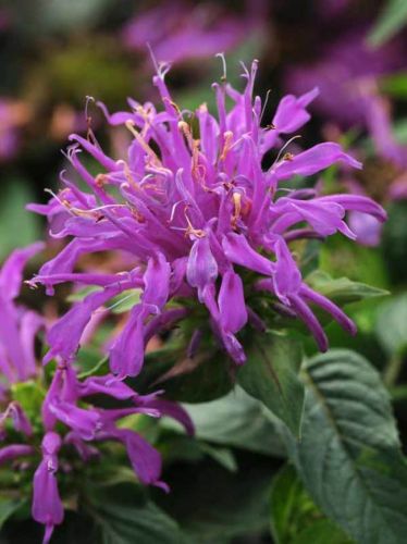 Monarda didyma BALMY LILAC
