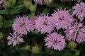 Monarda BALMY LILAC - Pysznogłówka dwoista