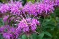 Monarda BALMY LILAC - Pysznogłówka dwoista