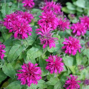 Monarda BALMY PURPLE