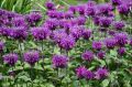 Monarda BALMY PURPLE - Pysznogłowka