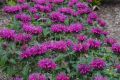 Monarda BALMY PURPLE - Pysznogłowka