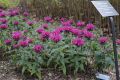 Monarda BALMY PURPLE - Pysznogłowka