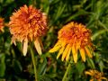 Jeżówka 'Marmalade'