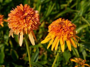Sonnenhut 'Marmalade'