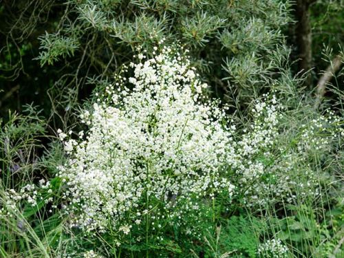 Wiesenraute Splendide White