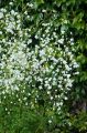 Rutewka Splendide white