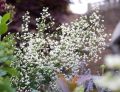 Rutewka Splendide white