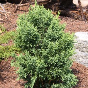 Hinoki-Scheinzypresse DRATH