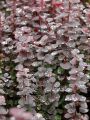 Berberys Thunberga 'Chocolate Summer'