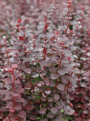 Berberitze Thunbergii 'Chocolate Summer'