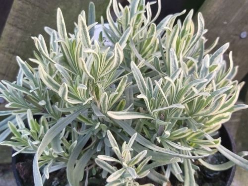 Lavendel Platinium Blonde