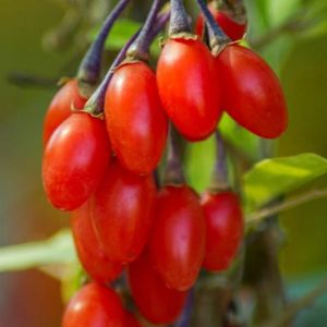 Goji Beere Korean Big
