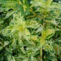 Trzmielina Golden Harlequin na pniu