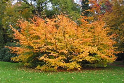 Eisenholzbaum PERSKA