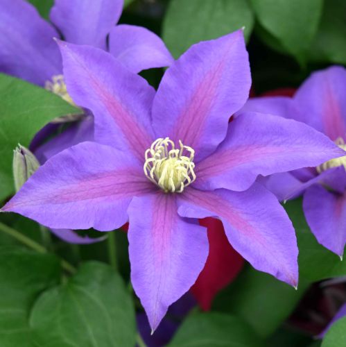 Clematis Olympia
