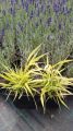 Trawa Hakonechloa smukła ALL GOLD