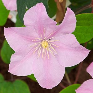 Clematis Pompeii