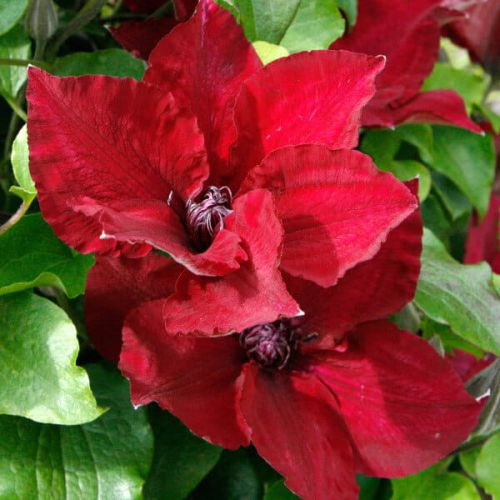 Clematis NUBIA