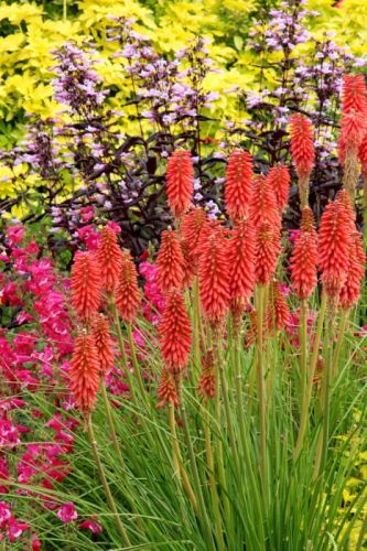 Garten-Fackellilie  Red Hot Popsicle