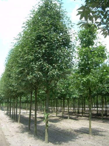 Thüringer Eberesche 'Fastigiata'