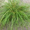 THUJA ŻYWOTNIK OLBRZYMI WHIPCORD