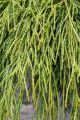 THUJA ŻYWOTNIK OLBRZYMI WHIPCORD