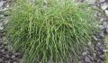 THUJA ŻYWOTNIK OLBRZYMI WHIPCORD
