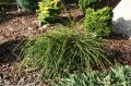 THUJA ŻYWOTNIK OLBRZYMI WHIPCORD