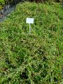 Żurawina wielkoowocowa Stevens