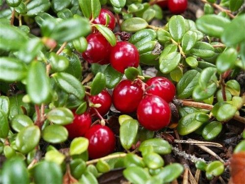 Großfrüchtigen Cranberry  STEVENS