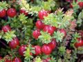 Żurawina wielkoowocowa Ben Lear