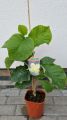Magnolia SUNSATION