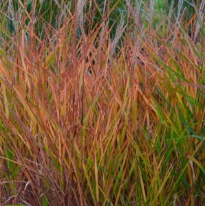 Chinesischen Pampasgrases PURPURASCENS