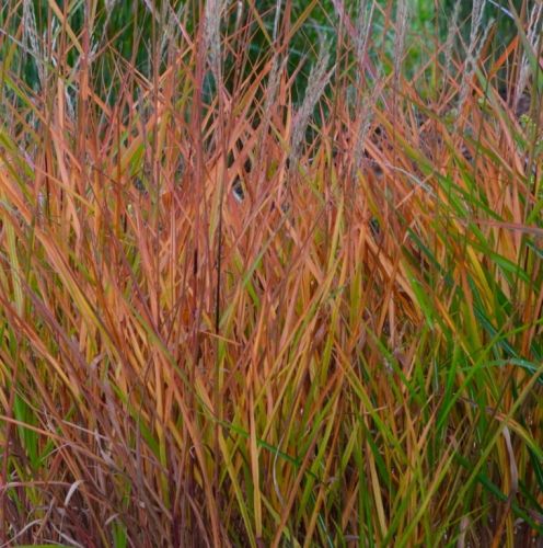 Chinesischen Pampasgrases PURPURASCENS