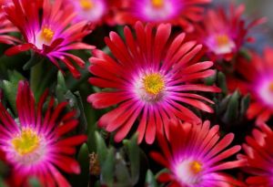 Sonnenblume  JEWEL OF DESERT RUBY