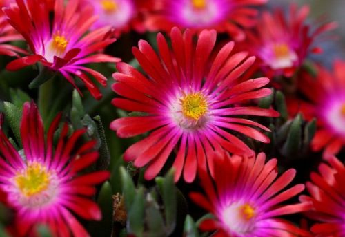 Sonnenblume  JEWEL OF DESERT RUBY