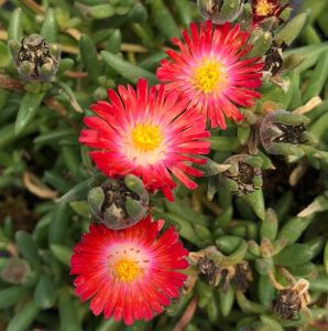Sonnenblume JEWEL OF DESERT SUNSTONE