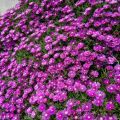Słonecznica SUNDELLA LAVENDER