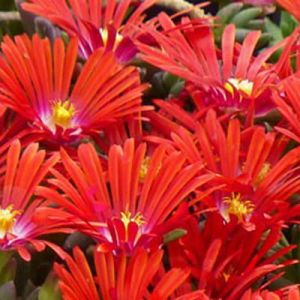 Sonnenblume  SUNDELLA RED