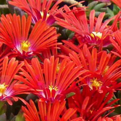 Sonnenblume  SUNDELLA RED