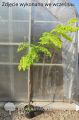 Akacja złota ROBINIA FRISIA