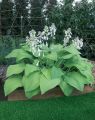 Funkia-Hosta T-REX