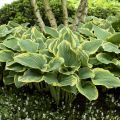 Funkia Hosta SAGAE