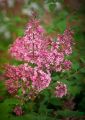 Lilak THE FRAGRANCE OF SUMMER