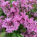 Lilak THE FRAGRANCE OF SUMMER